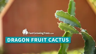 FGT Dragon fruit Cactus  Video Banner