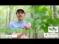 Tree Talk Striped Maple