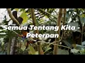 Download Lagu Semua Tentang Kita - Peterpan (Lirik)