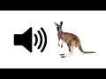 Download Lagu Kangaroo - Sound Effect | ProSounds