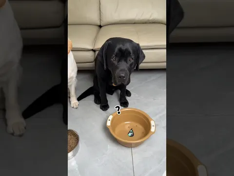 I am not Happy😭🐕😇#ytshorts #shorts #shortvideo #short #labrador #dog