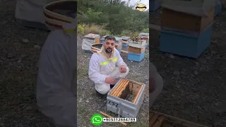 بنك ملكات النحل عسل نحل غذاء ملكات مناحل غذائيات المونة الفاتح اسطنبول تركيا للتواصل 00905312884789 