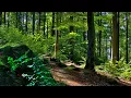 Lagu 🌳 4K - Relaxing Nature Sounds For Stress Relief, Forest Sounds, Bird Song, No AI