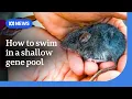 How do you save an inbred critically endangered native mouse from extinction ABC News