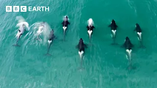 Fascinating Orca Moments | BBC Earth