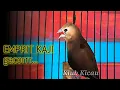 Download Lagu Suara kicauan burung emprit kaji gacor | white-headed munia Finch singing training birdsong 319