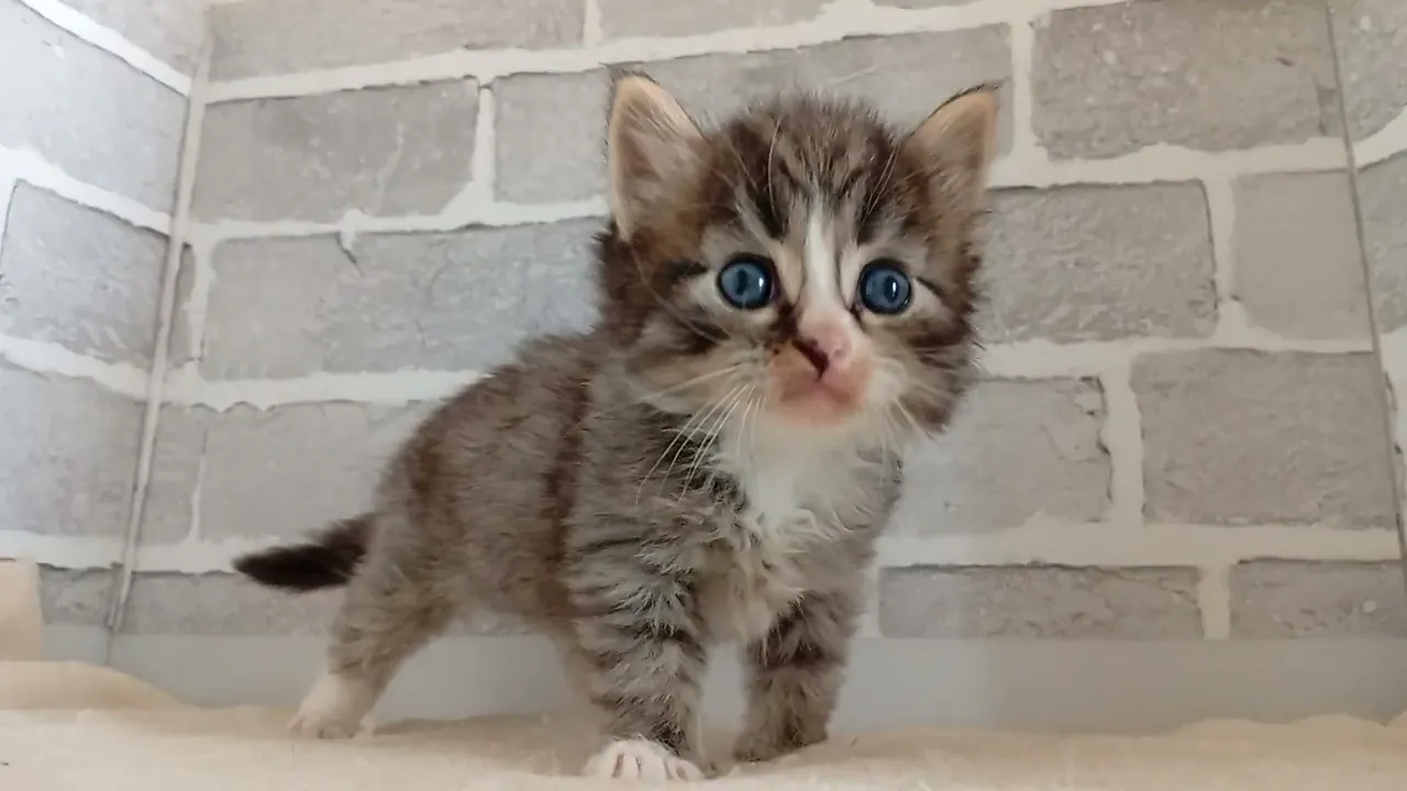 動画