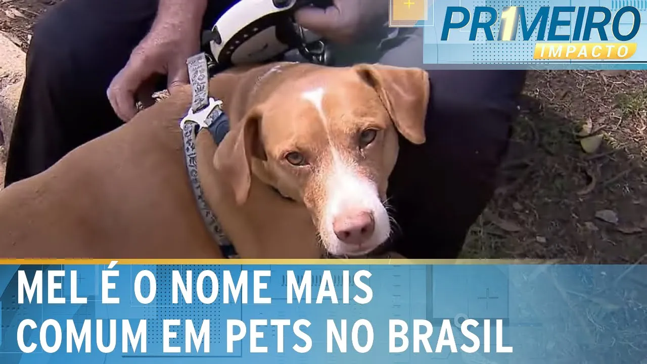 Pesquisa aponta nomes e raças mais comuns dos pets no Brasil | Primeiro Impacto (14/09/23)