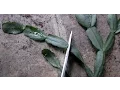 How To Propagate Christmas Cactus Cuttings SIMPLE AND EASY
