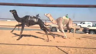 عنتر  سالم مبروك الرشيدي دندنها