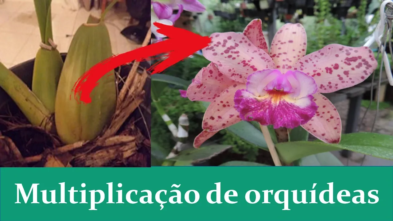 INCRÍVEL DEPOIS DESSE VÍDEO MULTIPLICAR ORQUÍDEAS É A COISA MAIS FÁCIL DO MUNDO