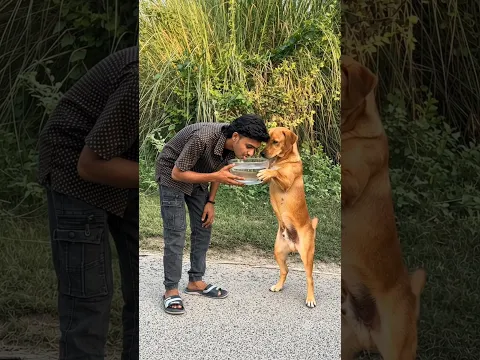 Achhaa kutta hai 🤯 🐕 #viral #funny #shorts 😂