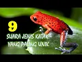 Download Lagu 9 Suara Jenis Katak yang Paling Unik