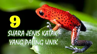 9 suara jenis katak yang paling unik