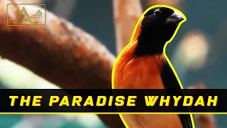 Download Eps 22 - Temui Surga Whydah, Burung Dengan Ekor yang Luar Biasa MP3