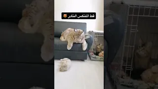 اندر انواع القطط بالعالم Shorts 