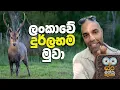 Lagu ලංකාවේ දුර්ලභම මුවා | Dr. Ru Somaweera | #යංසත්තුබලන්න #rugoeswild