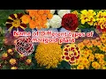 Download Lagu name of different types of marigold flowers, various mTypes of Marigolds to Brighten Up Your Garden,