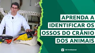 Anatomia Veterinária: Osteologia da Cabeça