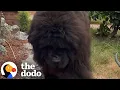 Download Lagu People Think This Lady Has A 'Bear' In Her Backyard | The Dodo