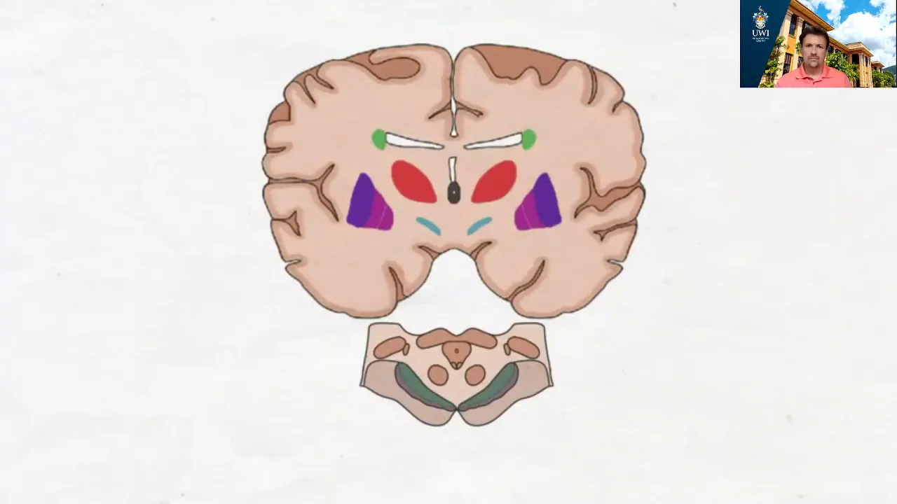 Basal Ganglia