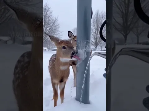 Baby Deer Stuck to Frozen Pole Rescued!