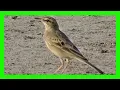 Download Lagu Bisbita  Campestre Canto! Llamado! Sonido! Cantando! - Tawny Pipit Song - Anthus Campestris