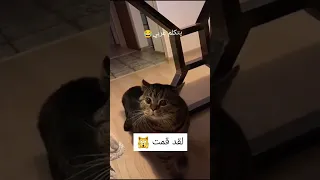 قط يتكلم عربي 