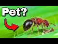 I Kept the Most Exotic Ant Species What Happened Shocked Me
