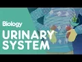 The Urinary System - An Introduction Physiology Biology FuseSchool