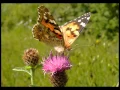 Download Lagu London Symphony Orchestra - A gift of a thistle