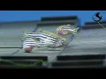 Download Lagu Breeding Zebra Danios