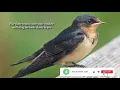 Download Lagu Bagaimana cara menarik burung walet? | Suara \u0026 Bunyi | Panggilan burung walet