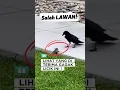 Download Lagu Salah Pilih Mangsa! Gagak Kena Batunya! #burung #gagak #crow #birds #shorts