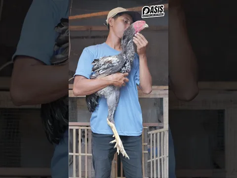 AYAM RAKSASA INDIO GIGANTE