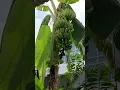 Download Lagu Cocok tanam 02 Pisang diteras rumah sudah hampir panen