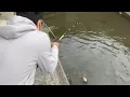 Download Lagu Mancing ikan mas di sungai Jepang daerah kyushu.