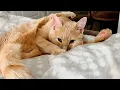 Download Lagu This Paralyzed Cat’s Tiny Blink Says More Than Words Ever Could