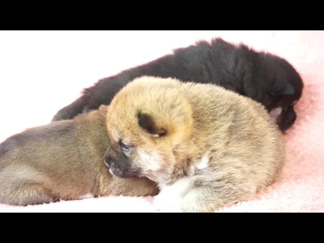 動画