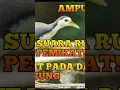 Download Lagu suara ruak ruak mp3 pikat ampuh #ruak #ruakruak #suararuakruak