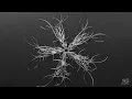 Divolly & Markward, Dan Tanev - Move Your Feet [Sacro Music]