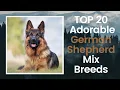 The 20 Adorable German Shepherd Mix Breeds GSD cross breeds