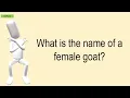 What Is The Name Of A Female Goat