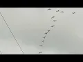 Amazing Bird Flock Flying in Perfect Formation Nature s Beautiful Sky Dance