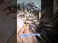 How to do treebraids