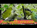 Lagu suara burung sirtu ribut buat pikatan ampuh