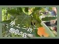Download Lagu ［Taiwan Plant Market］高雄前鎮｜勞工公園假日花市 2025/08/16