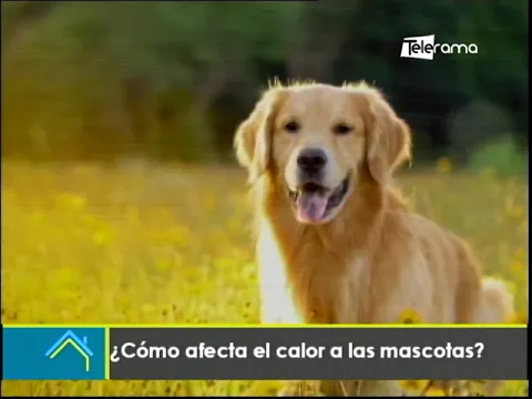 ¿Cómo afecta el calor a las mascotas?