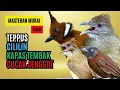 Download Lagu Masteran Tembakan Kasar Cucak Jenggot, Teppus, Kapas Tembak, Cililin