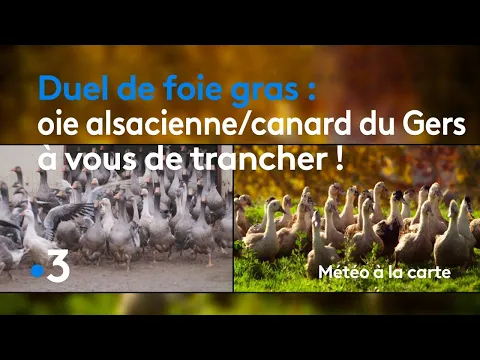 Download MP3 Duel de foie gras : oie alsacienne ou canard du Gers, à vous de trancher ! - Météo à la carte